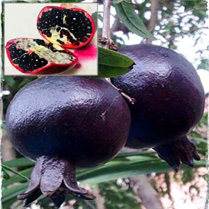 نهال انار دانه سیاه