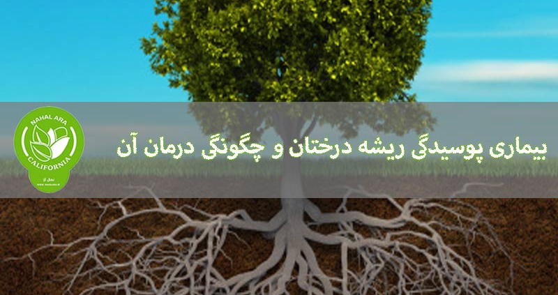  علت پوسیدگی ریشه درختان