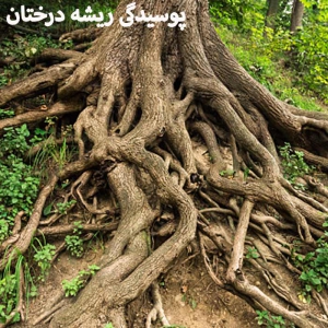 پوسیدگی ریشه درختان